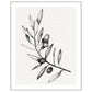 Olive Tree Branch Illustration Fine Art Print, 8 x 10