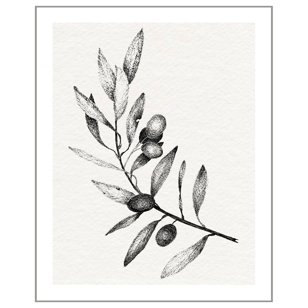 Olive Tree Branch Illustration Fine Art Print, 8 x 10