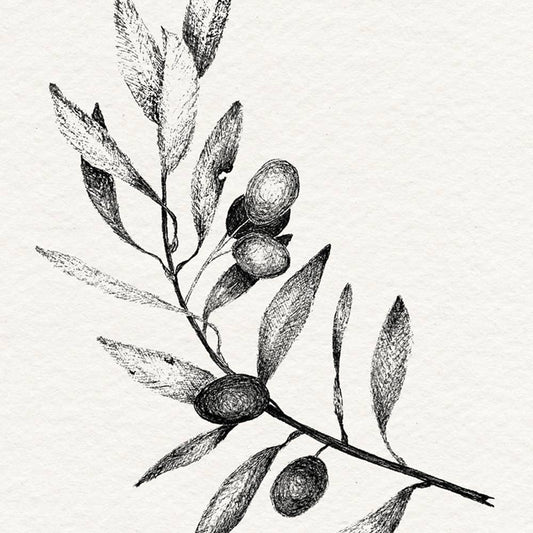 Olive Tree Branch Illustration Fine Art Print, 8 x 10